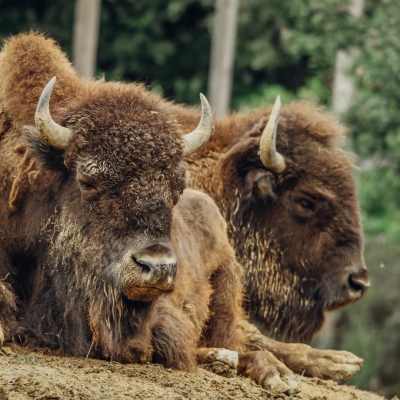 Bison d'Am&eacute;rique du Nord - De Zonnegloed - Refuge pour animaux